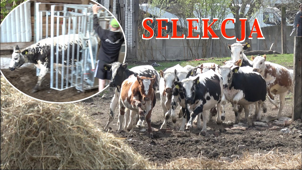 Selekcja Bydła Białogrzbietego, Spęd i przegląd jałówek w Radolinku