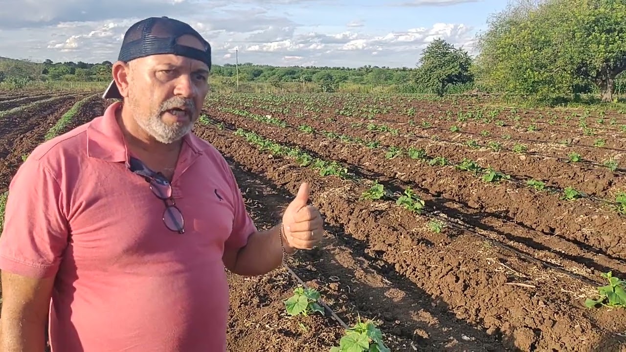 Produção de Melão com aplicado de Técnicas produtivas