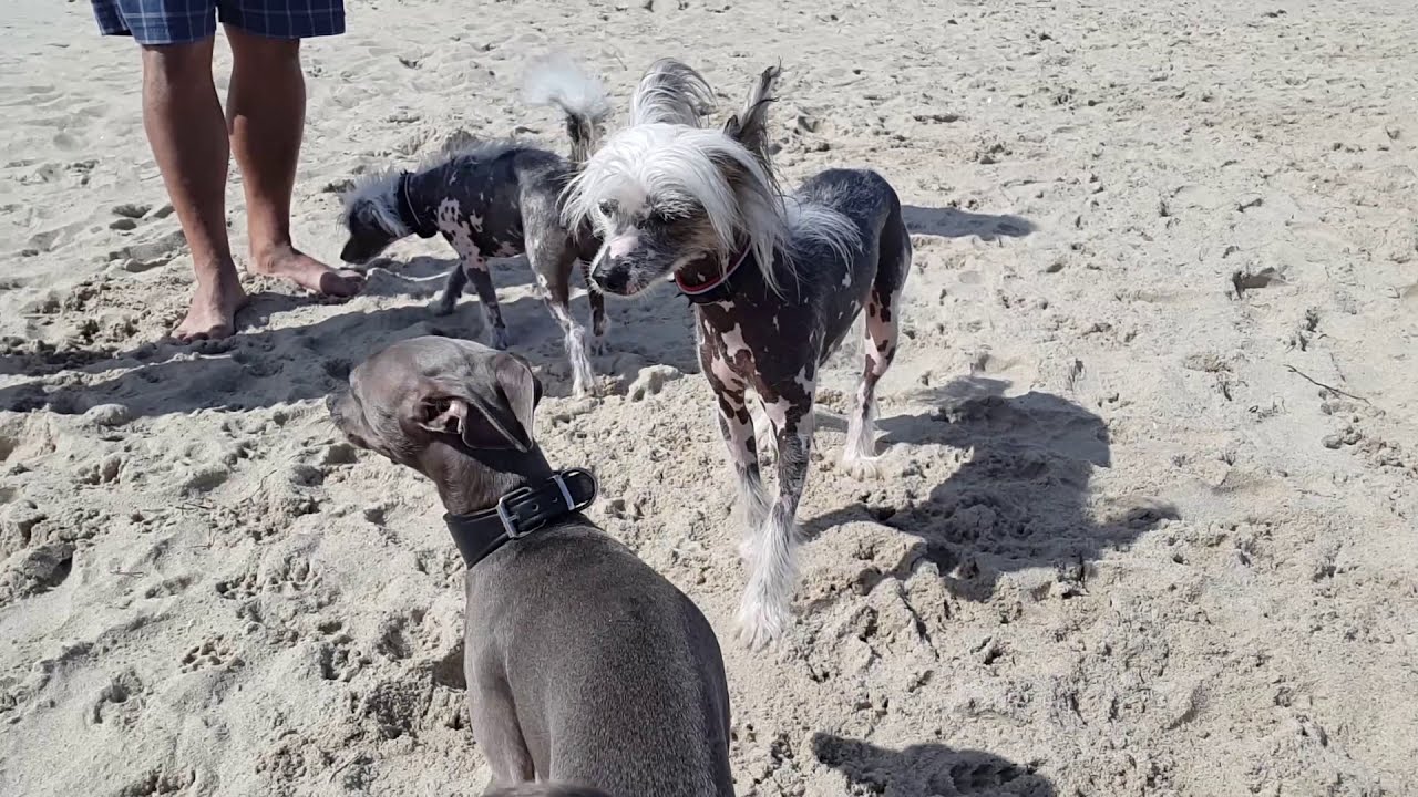 Italienisches Windspiel - entspannt am Ostseestrand