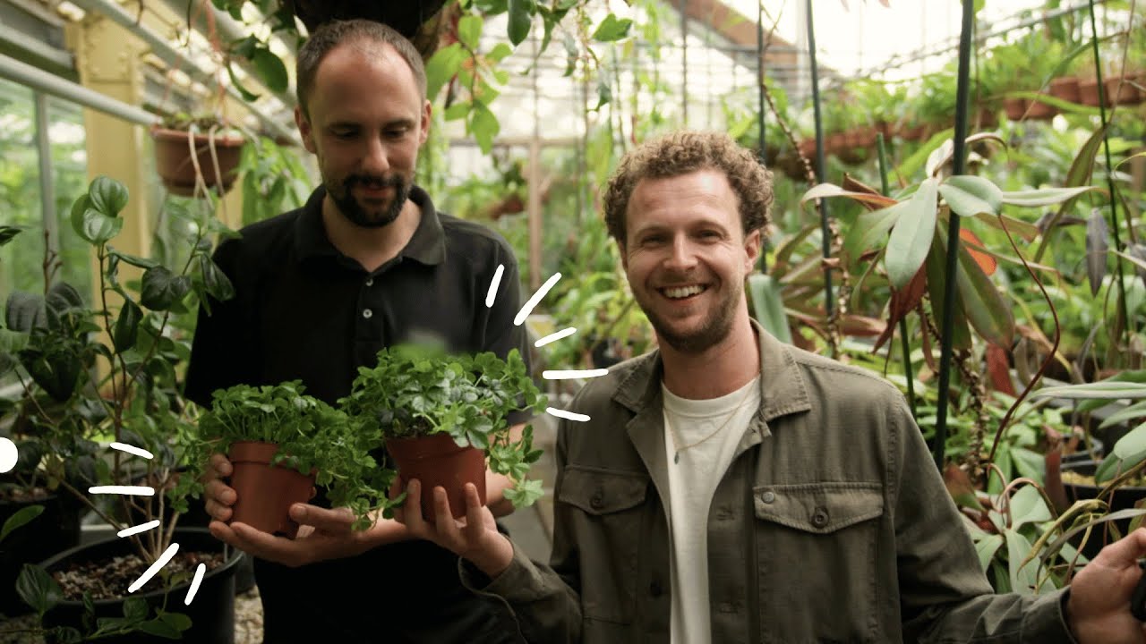 Planten groeien beter door deze complimentjes | Factcheckers