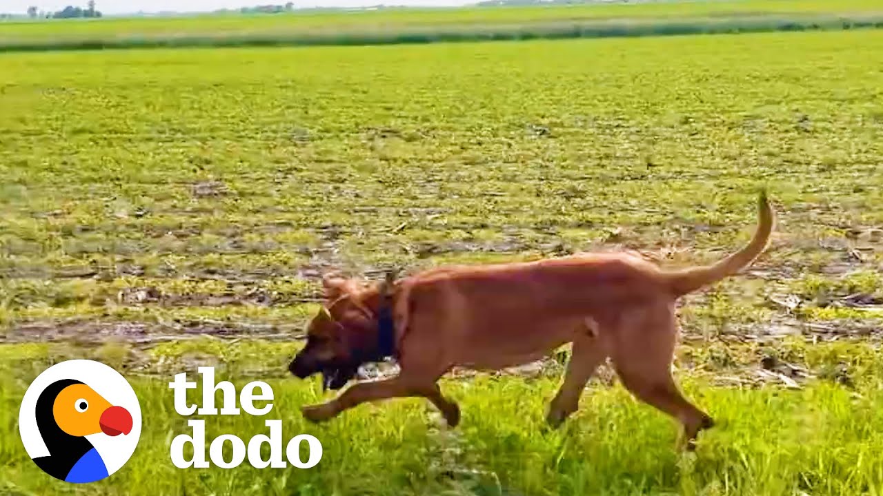 Can This Dog Find One Hundred Dollars Hidden On A Farm? | The Dodo