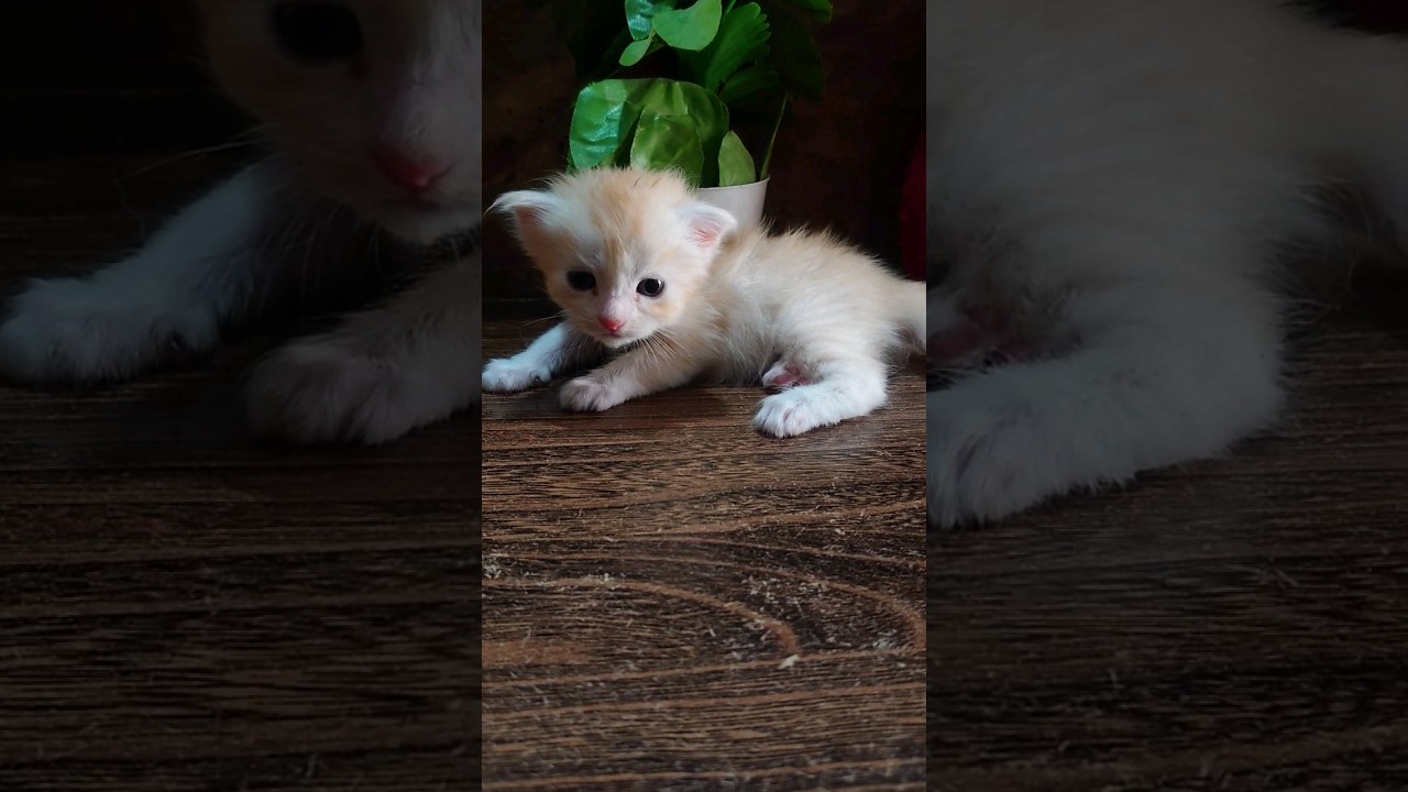 Purssian cat baby🐈🌹baby cat#youtuber #viral #catlover #cat #kitten #1millionview