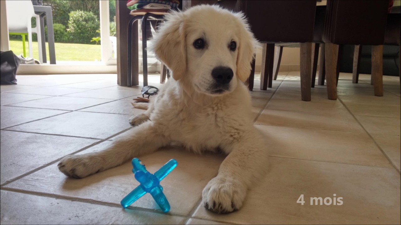 Evolution d'un Golden Retriever