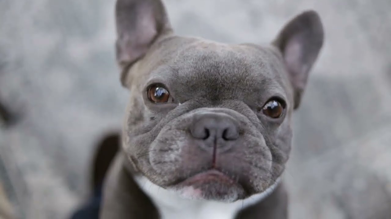 The Cutest Two Blue Frenchies Messing Around
