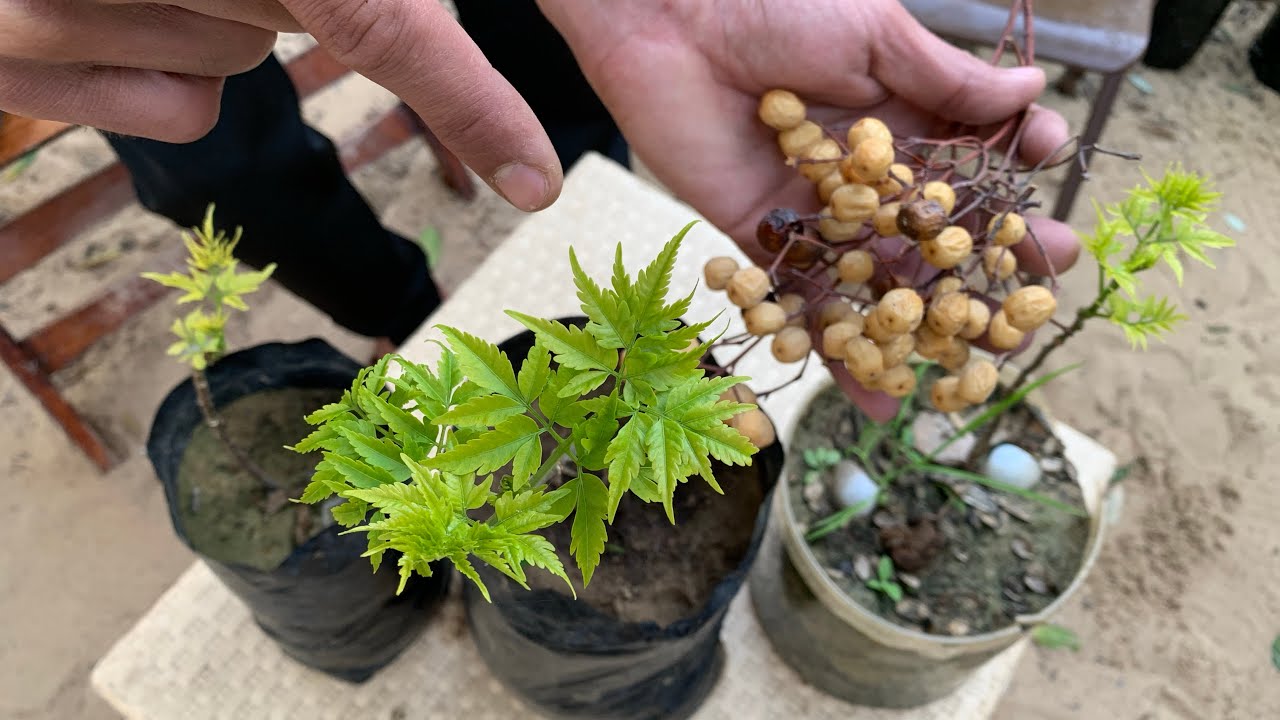 شجرة زينة روعة تعطي مساحة ظل كبيرة طاردة للحشرات وخشبها متين وللتحطيب وأزهارها عطرية ( الزنزلخت )