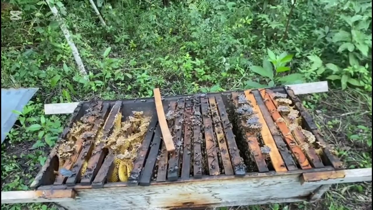 Colmena Kenya! Para abejas africanizadas? Funciona? Porqué?🐝
