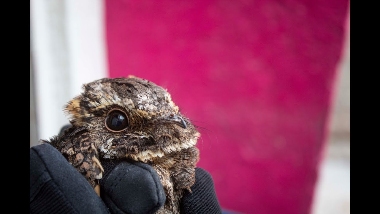 Tapacaminos cuerporr&iacute;n mexicano, el ave localizada en calles de Quer&eacute;taro
