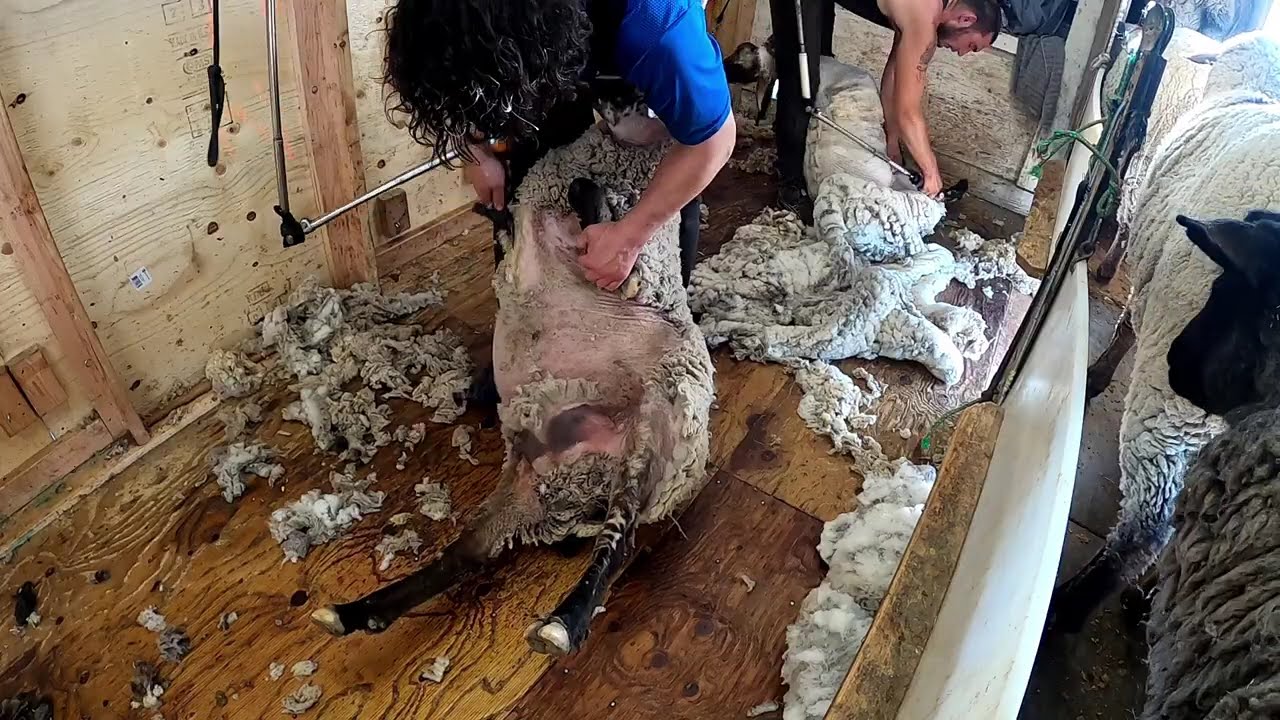 Shearing Run In Utah USA Spring 2023