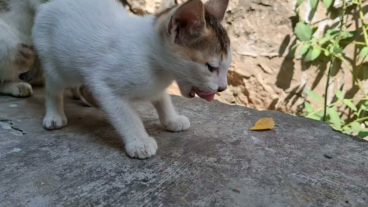 Cat fight 