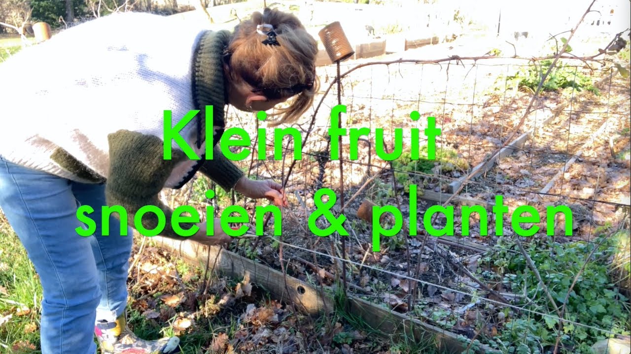 Ini's Moestuin #172  Fruitstruiken planten & snoeien. Begin nu met onkruid wieden en je kas opruimen
