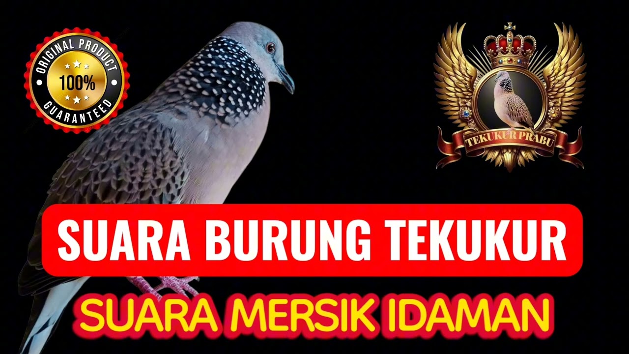 SUARA PANGGILAN BURUNG TERKUKU || SUARA TEKUKUR MERSIK IDAMAN.