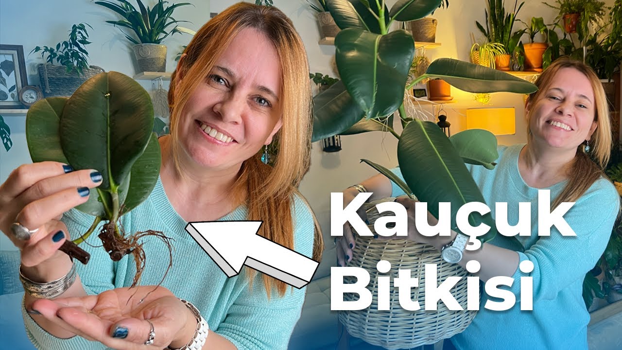 Kauçuk Bitkisi Bakımı Nasıl Yapılır? | Çoğaltma, Yaprak Sararması 🌿  @bitkilerin_dili