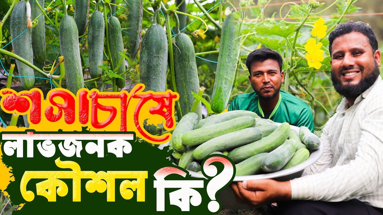 শসা চাষ কে লাভজনক করার নিঞ্জা কৌশল ! আধুনিক পদ্ধতিতে শসা চাষে লাভবান শোয়াইব | শসা চাষ পদ্ধতি মালচিং