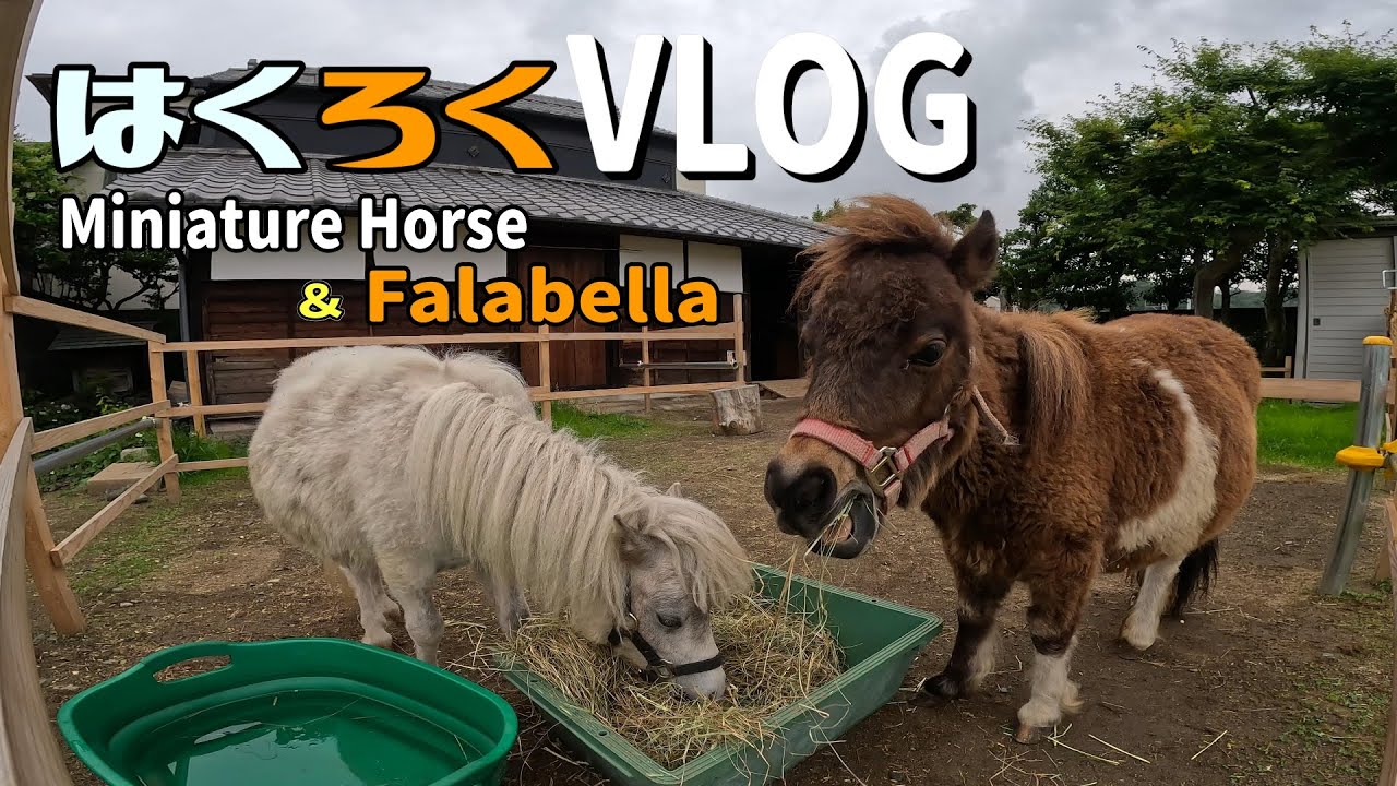 Discover the SECRET Life of Miniature Horses in Japan【はくろくVLOG】Vol.391