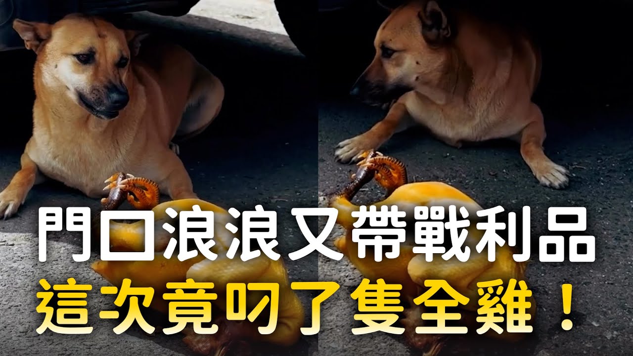 門口浪浪又帶戰利品　這次竟叼了隻全雞！