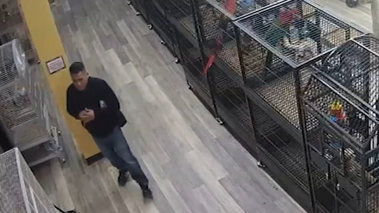 BIRD STOLEN: 2 men sought for theft of baby parrot from exotic bird store