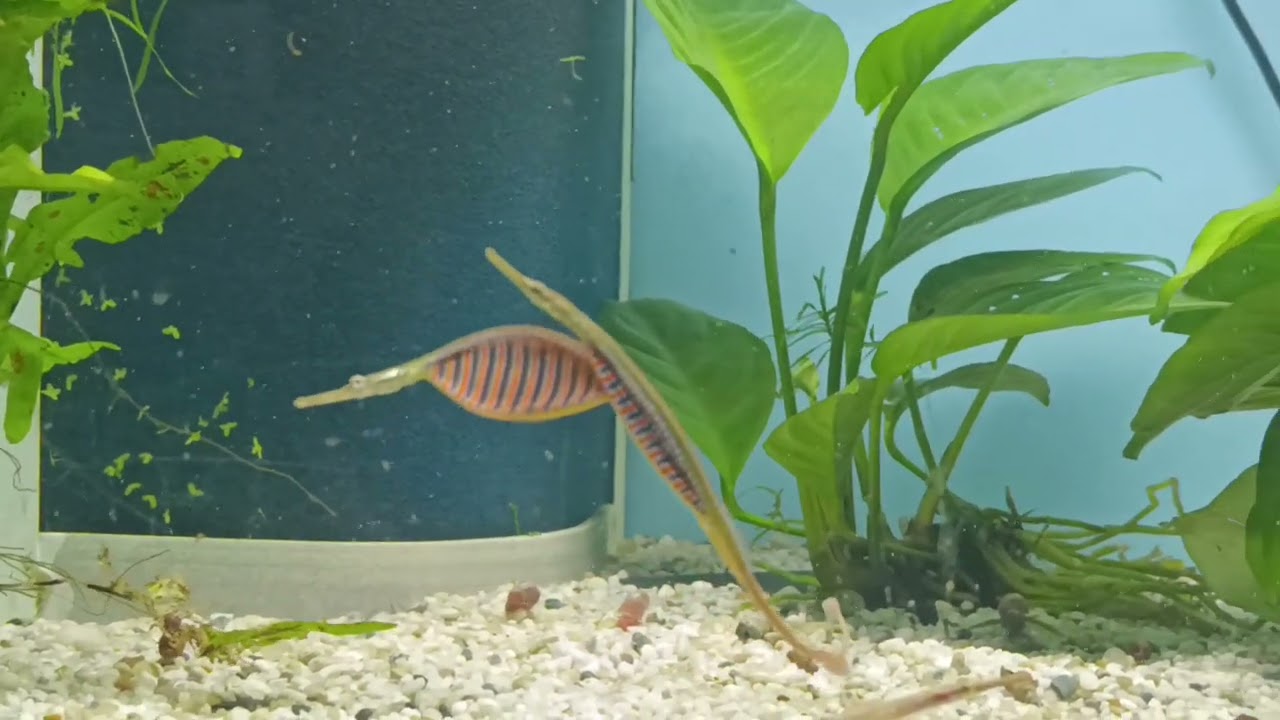 Microphis deocata ( Schmuck Süßwassernadel )  Eier Übergabe in die Bauchtasche des Männchens 