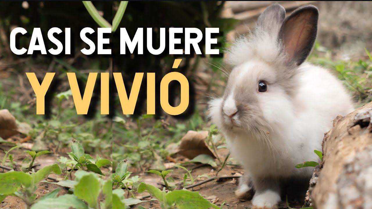 Tu conejo no come ni hace popó Cómo tratar la parada intestinal | Rabbit GI stasis treatment