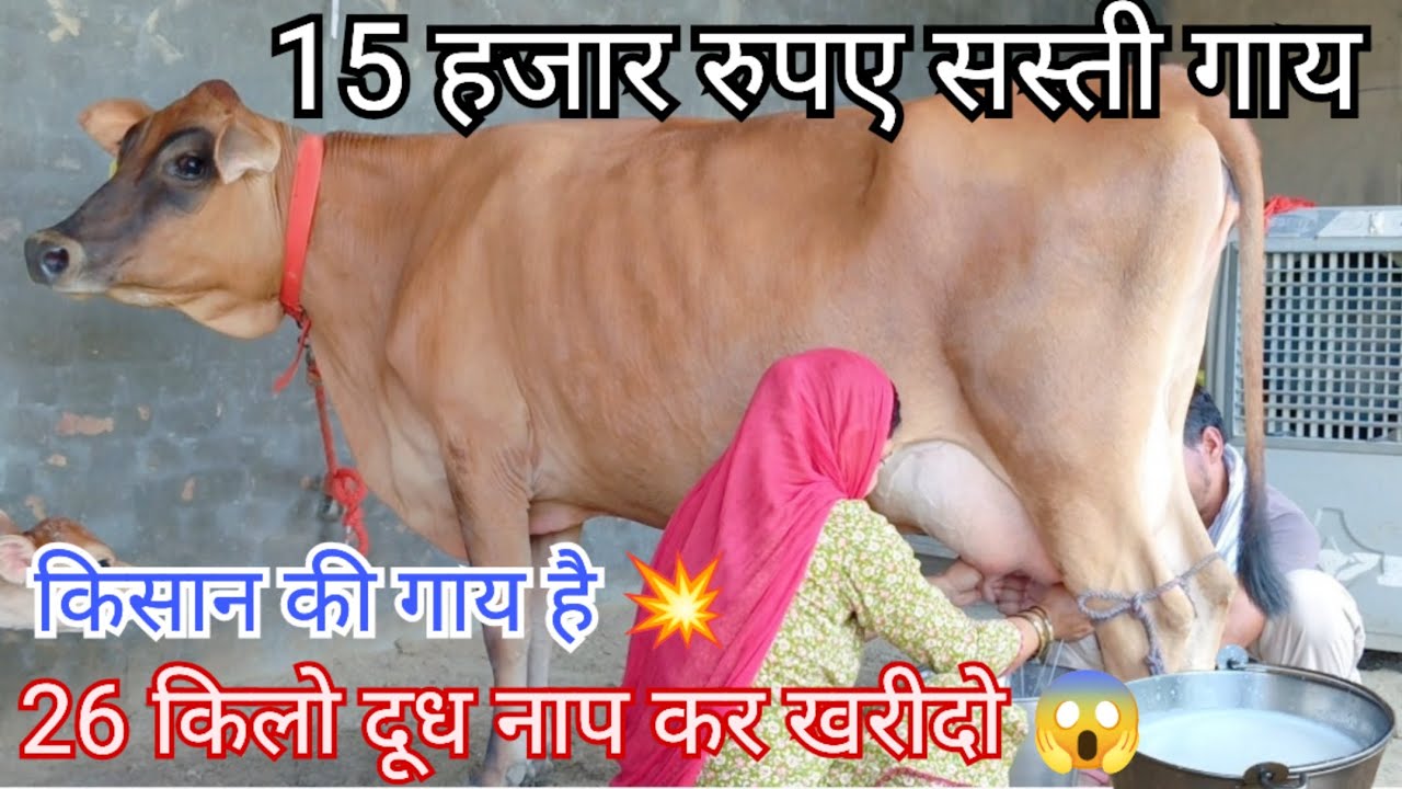 😱15 हज़ार रुपए सस्ती गाय खरीदो 👍🏻सीधे किसान के घर से high milk 🌟low price for sell
