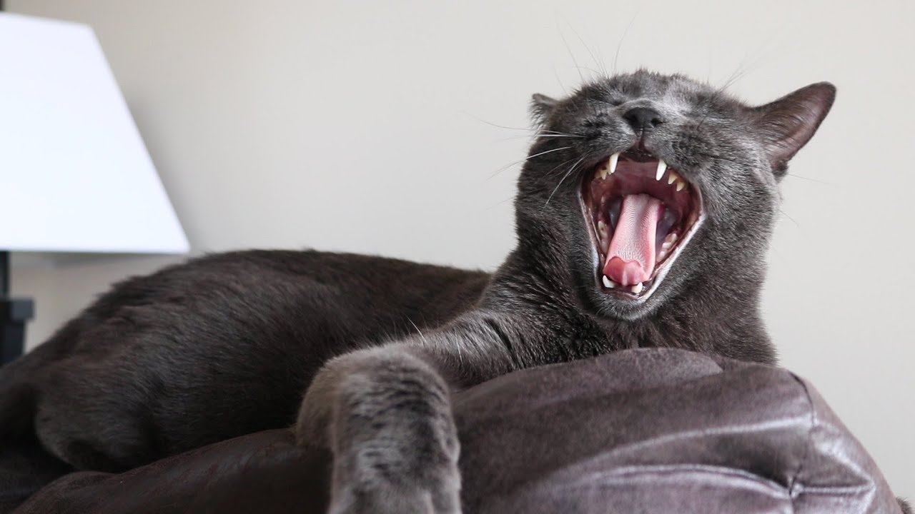 WORLD'S FIRST ADHD CAT 🐈 - Ricky Berwick