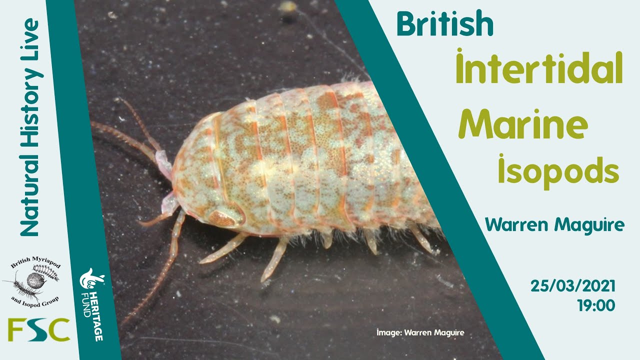 British Intertidal Marine Isopods