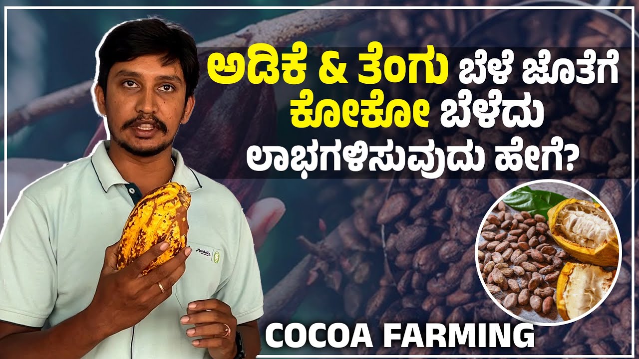 COCOA FARMING | ಕೋಕೋ ಬೆಳೆಸಿ ಹೆಚ್ಚುವರಿ ಆದಾಯ ಗಳಿಸಿ | ಕೋಕೋ ಬೆಳೆ | The Ultimate Guide to COCOA FARMING