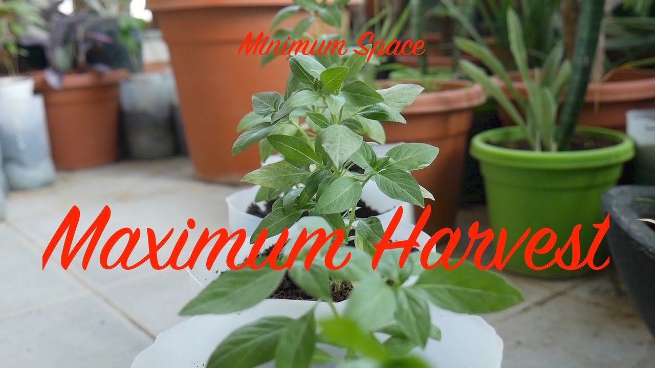 Plentiful Harvest | Cinnamon Basil Grown From Seed | Soil, Water and Pinching Tips #GauravChhikara