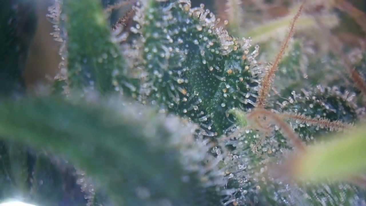 When to Harvest Cannabis