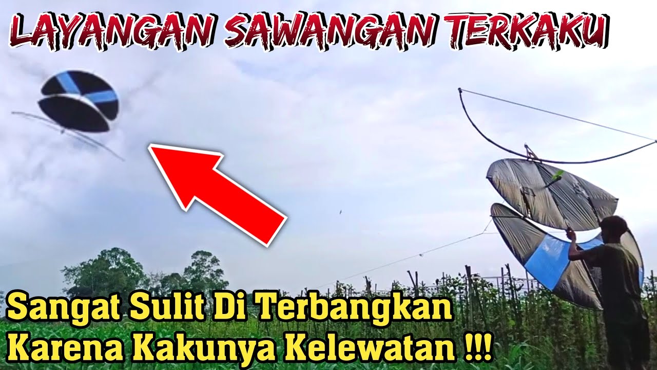 AKIBAT TERLALU KAKU LAYANGAN SAWANGAN 2 METER INI SULIT DI TERBANGKAN