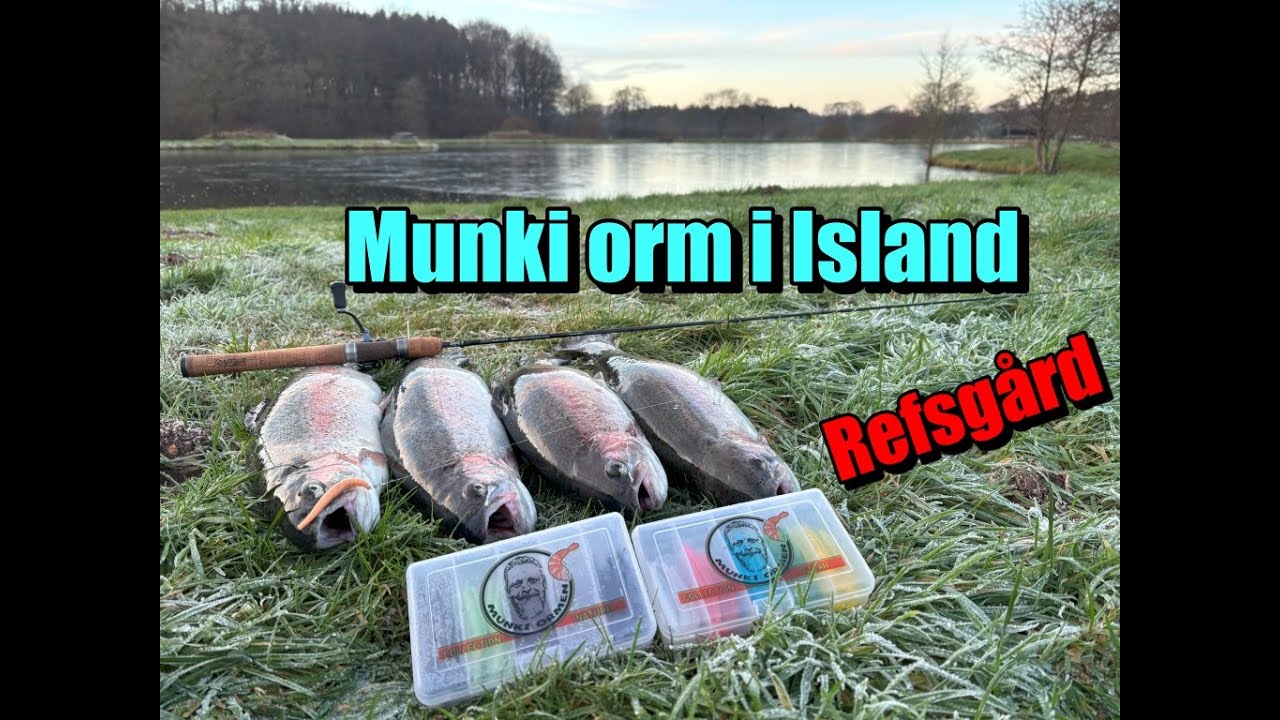 Munkiorm i Island