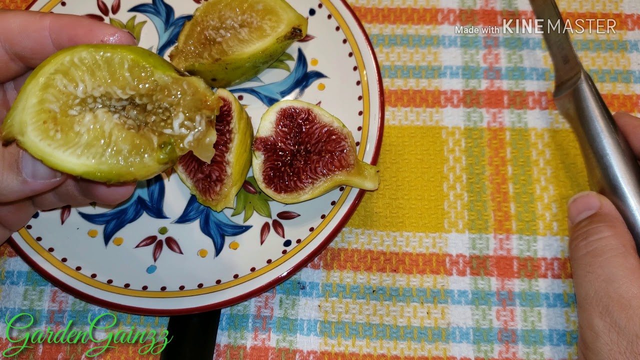 Tasting the Panache & Deanna fig