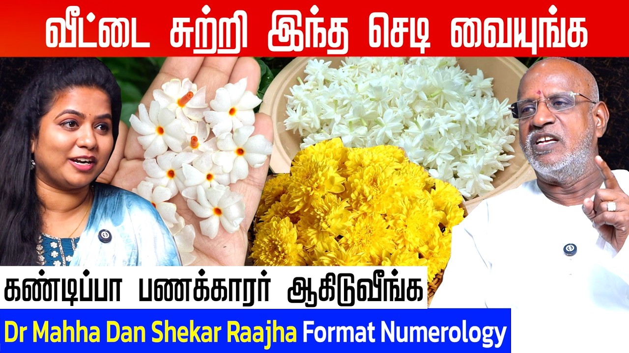 இந்த செடி வளருவது கஷ்டம்..ஆனா வளந்துட்டா அதிர்ஷ்டத்துக்கு அளவே இருக்காது | #jasmine