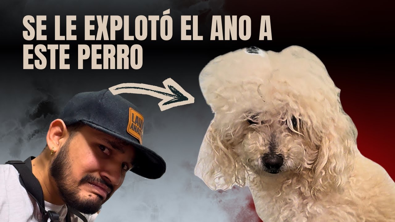 SE LE REVENTÓ EL ANASTASIO A ESTE PERRO!! Necesita un médico🤯 