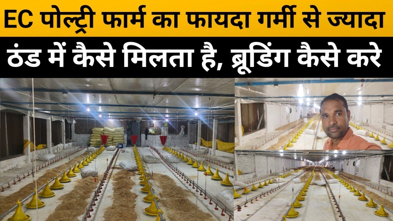 EC poultry farm में ठंड में ब्रूडिंग कैसे करते है, Low cost EC Poultry Brooding For Broiler Farm