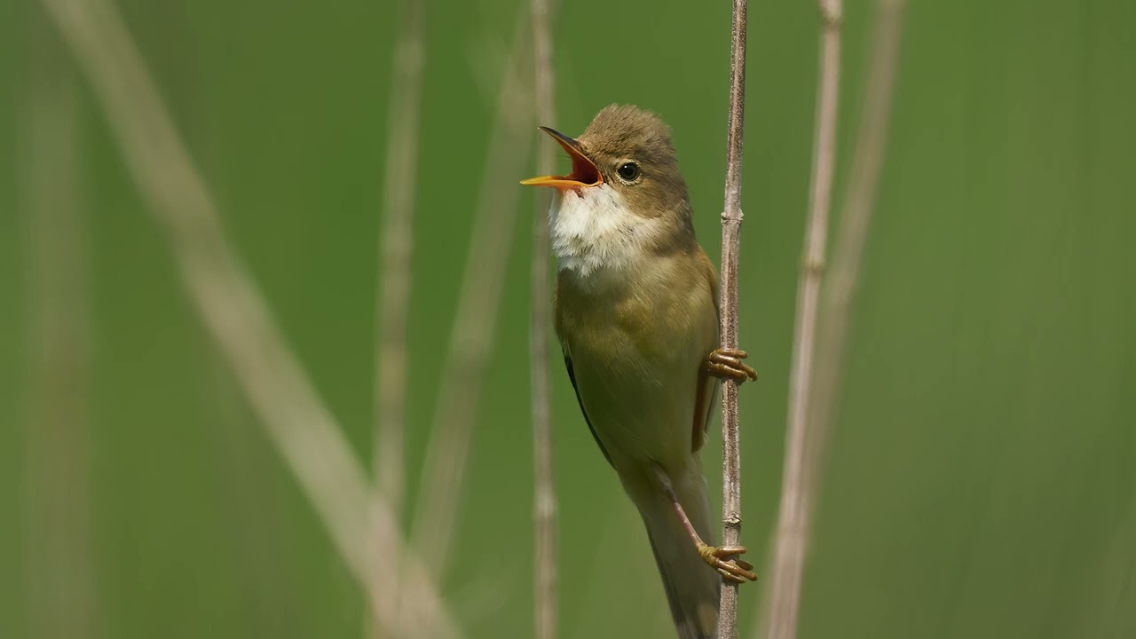 The song of the Marsh Warbler - Bird Sounds to recognize the Marsh Warbler | 10 Hours