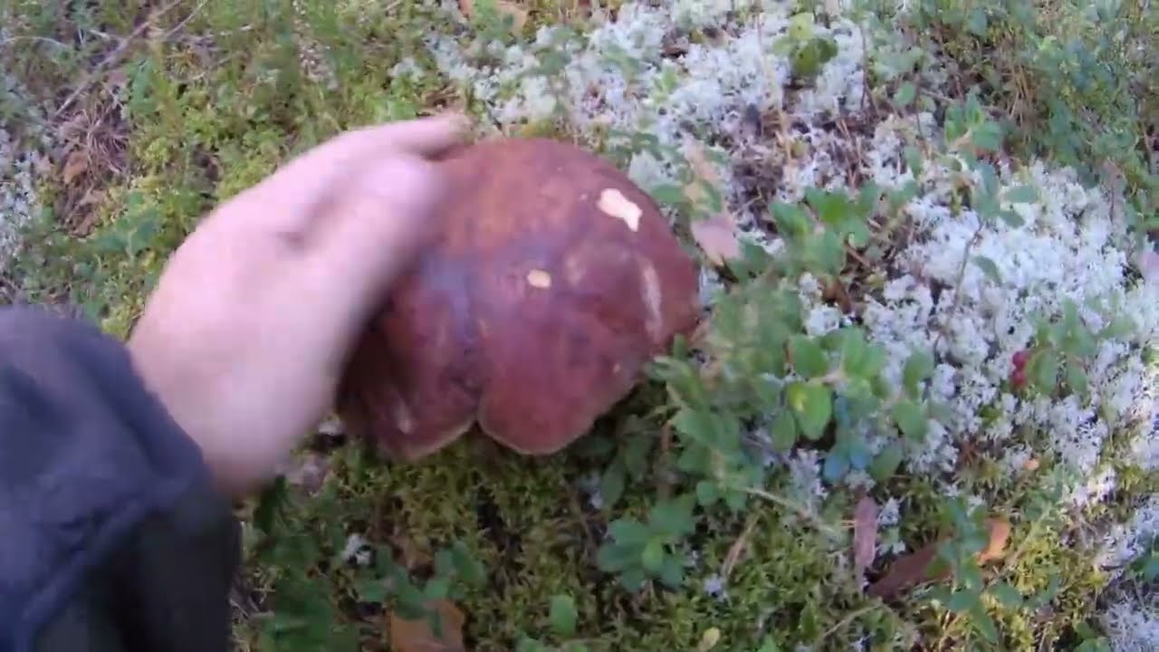 Славная была грибная охота!!!