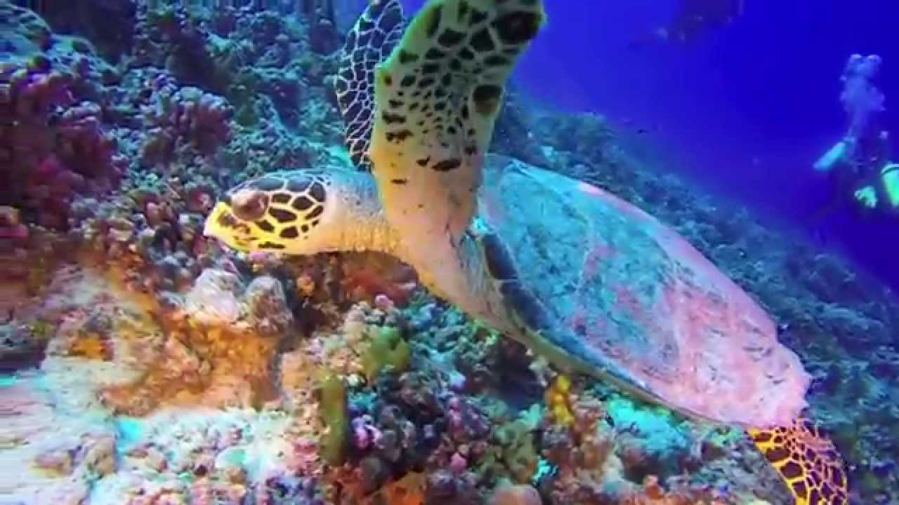 Scuba Diving in Bora Bora & Rangiroa