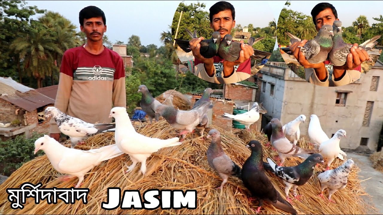Murshidabadi Trumblar Pigeon of Jasimuddin / Jasimuddin Pigeon Loft Visit ( Murshidabad )