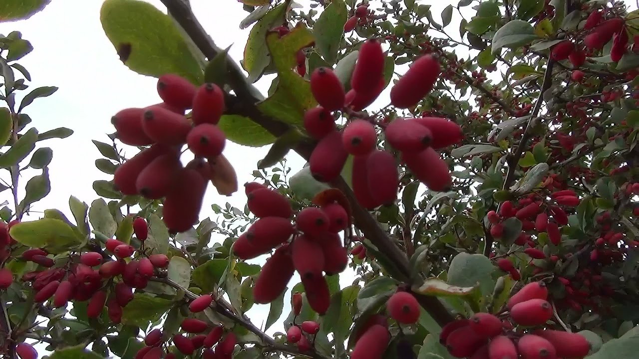 Барбарис обыкновенный. Common barberry.