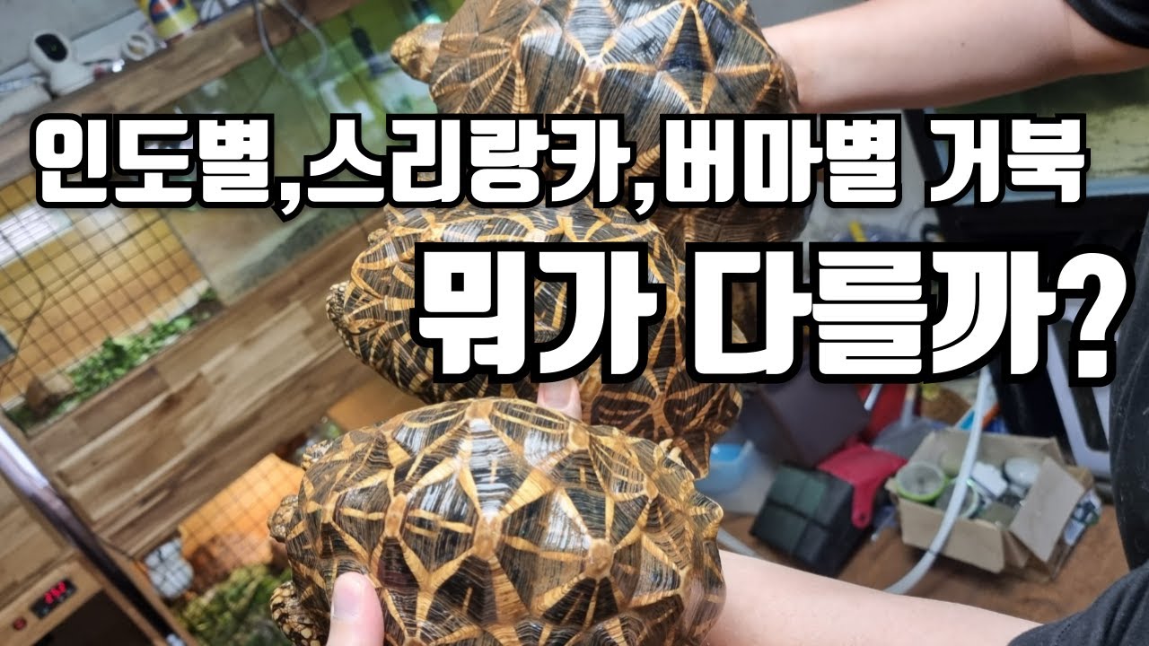 인도 스리랑카 버마별거북 무엇이 다를까?