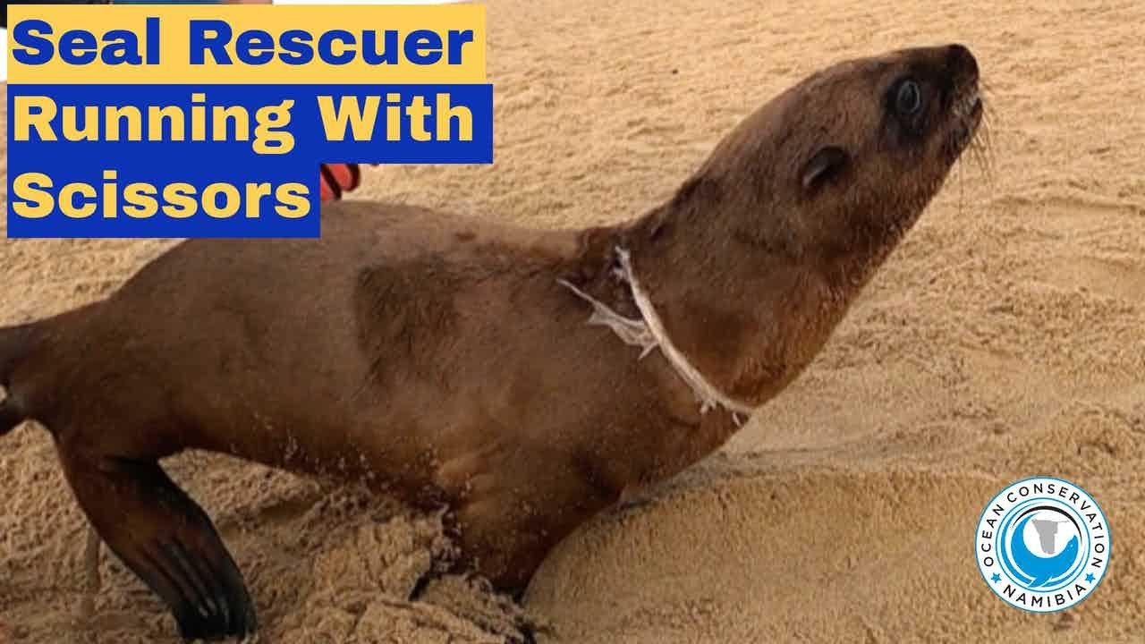 Seal Rescuer Running with Scissors