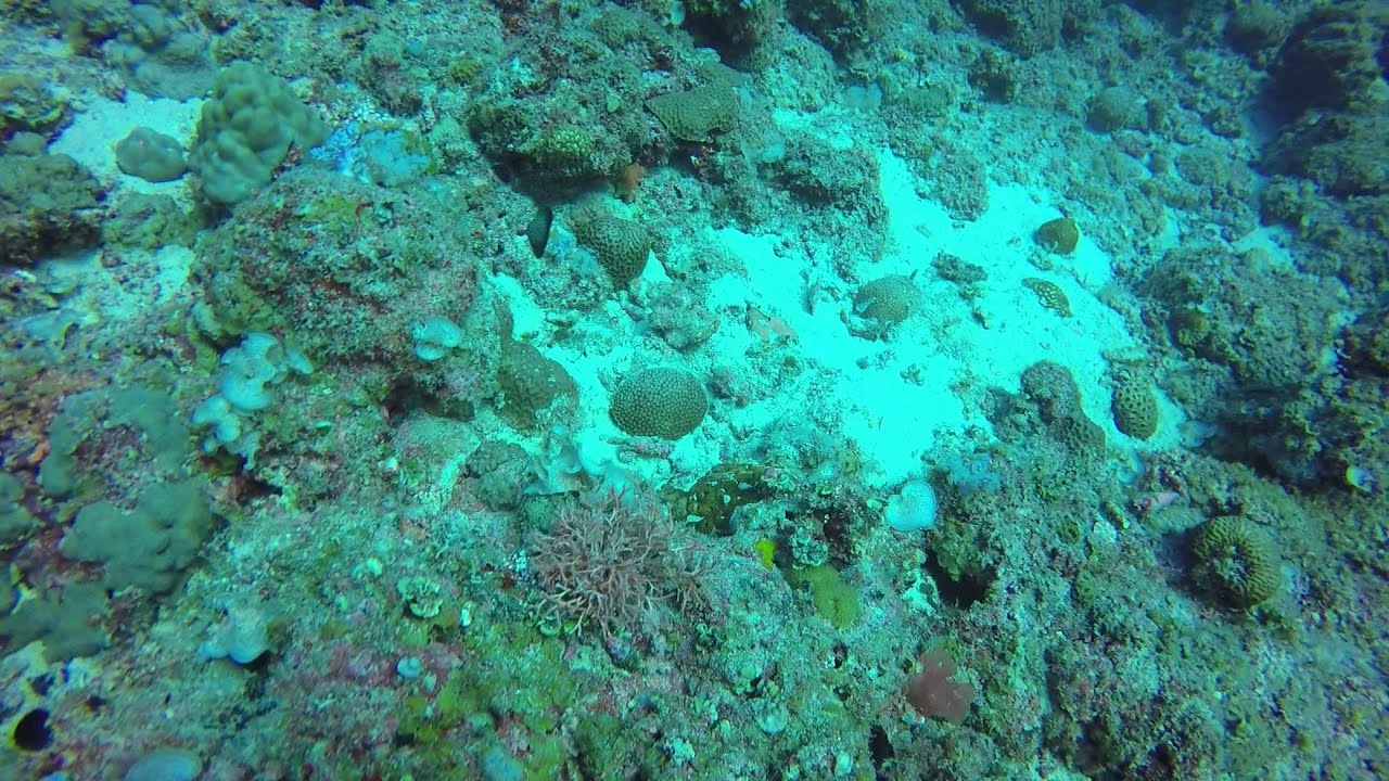 Gem tang filmd in The wild