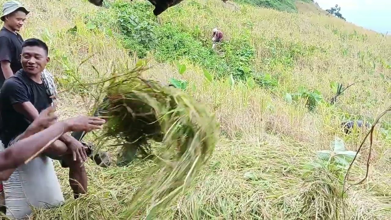 Traditional rice harvesting season.. 