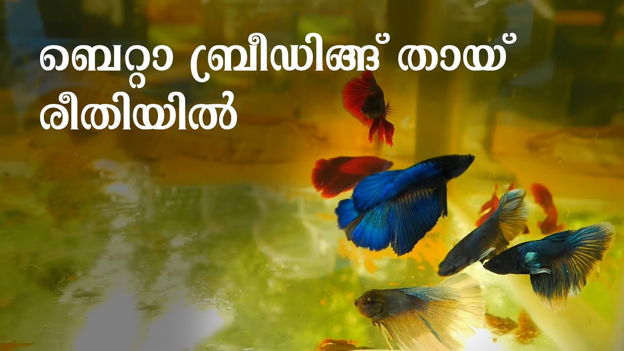 ബെറ്റാ ബ്രീഡിങ്ങിന്‌ മികച്ചൊരു രീതി | Beta Breeding | Thailand Style