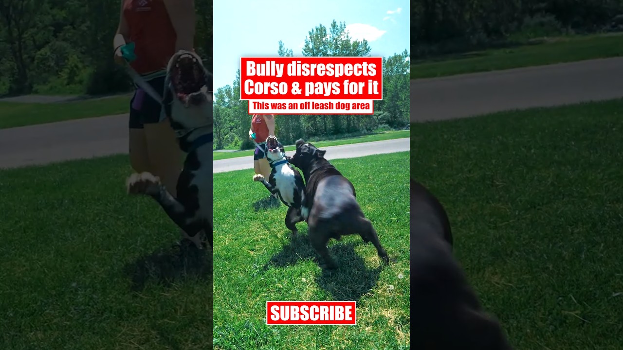 Bully Disrespects Corso & Pays For It #canecorso #dog #shorts #crime