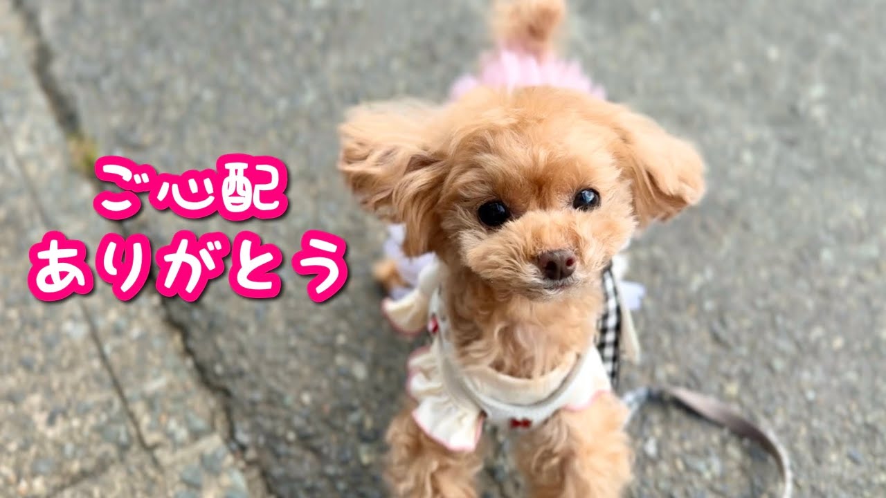 【病院】愛犬の体調＆トリミングからの大爆走！今週もせわしない週末でした…【トイプードルのコロン】
