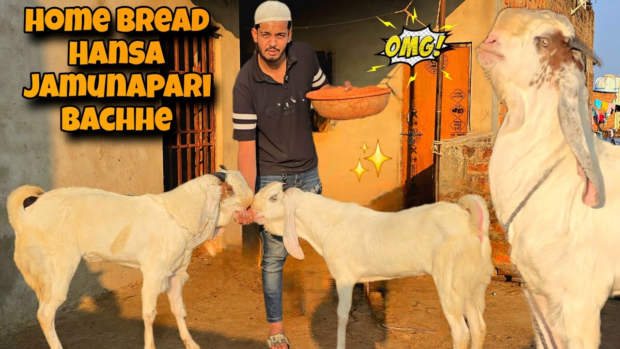 Домашний хлеб Ханса джамунапари баххе. Звоните скорее ☎️ в рехан коз.