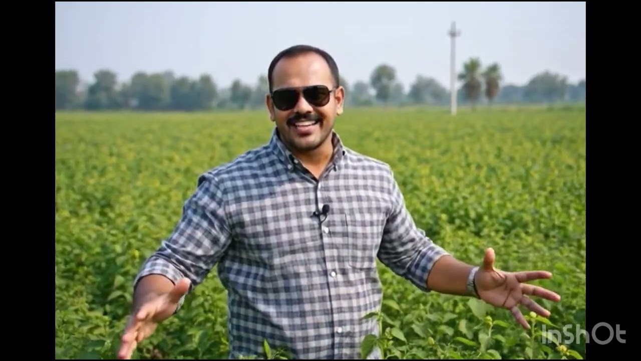 मूंग की खेती का बेसल से हार्वेस्टिंग तक #farming #agriculture #fertiliser 
