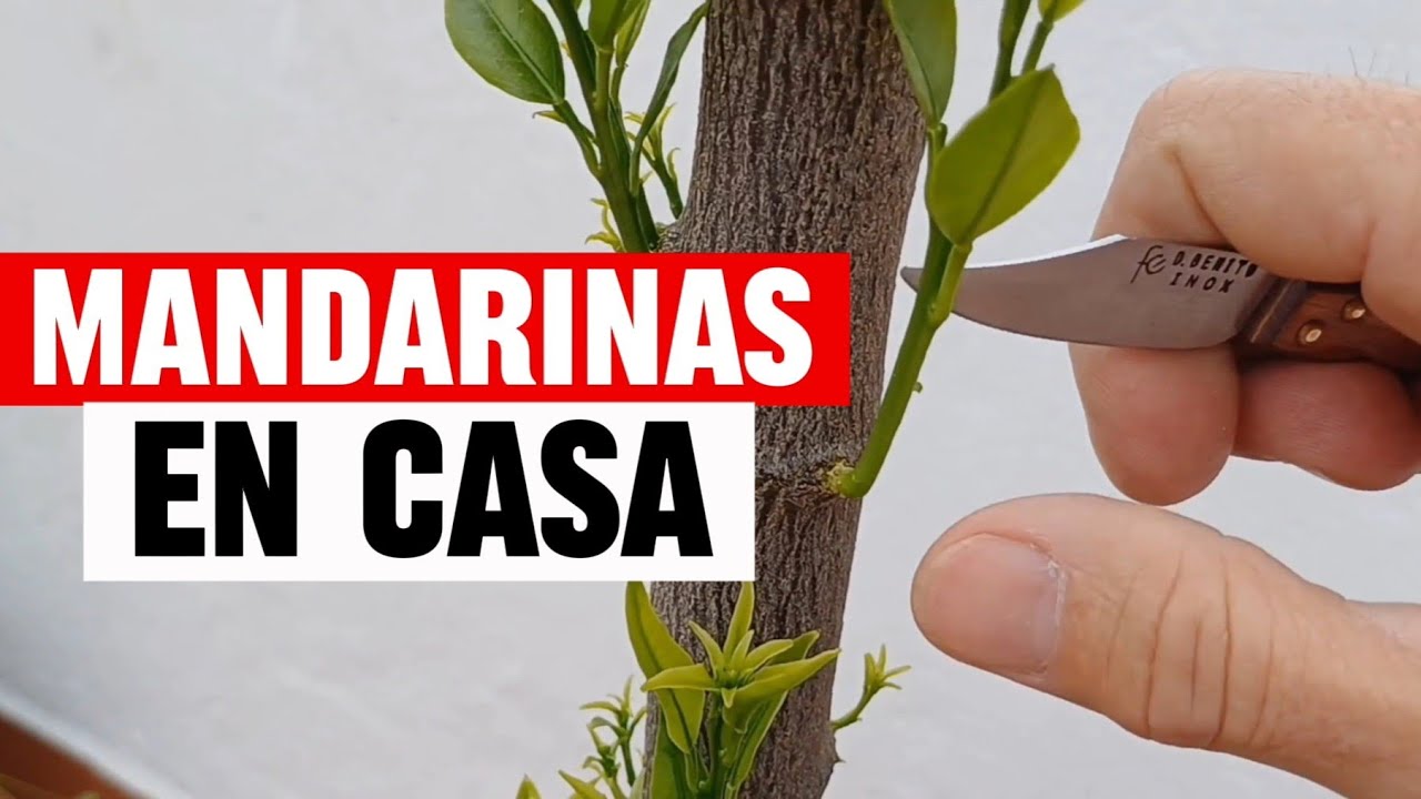 🍊🏡 MANDARINO en maceta: así lo cultivé en mi terraza