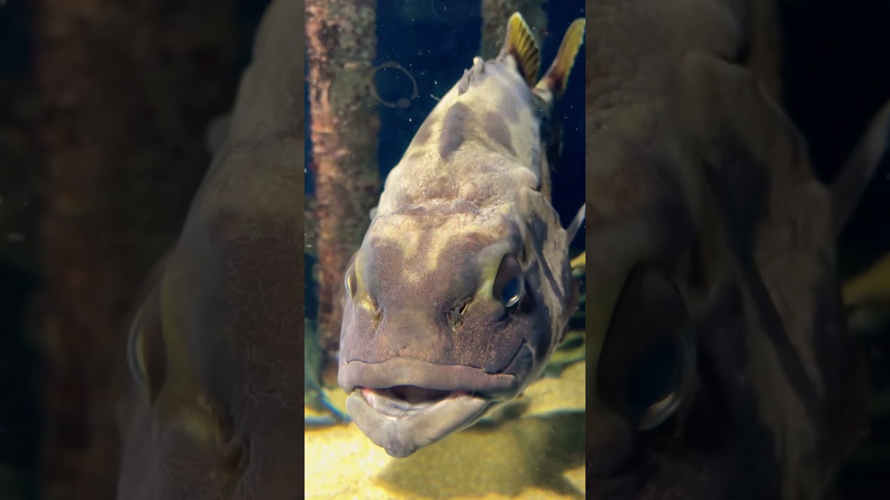 Amazing 🤩 Toba Aquarium Mie, Japan 🇯🇵 